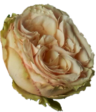 flower 1 copy