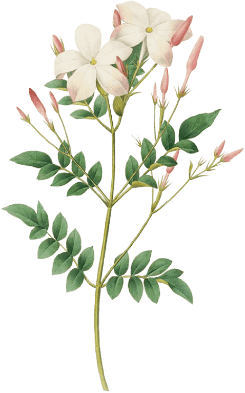 jasmine