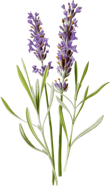 lavender