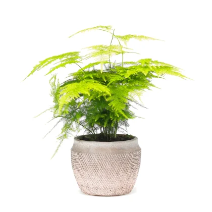asparagus fern fuzzy j 960x960
