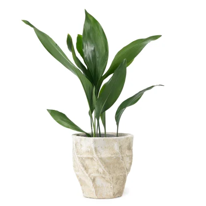 aspidistra 900x