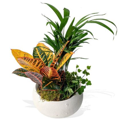 croton 600px 74608.1633343913