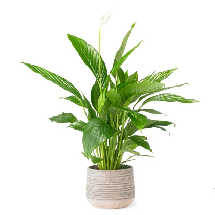 peace lily j 960x960