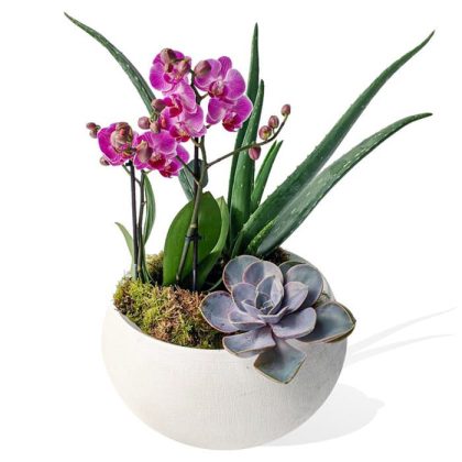 orchid aloe 600px 97184.1629886368